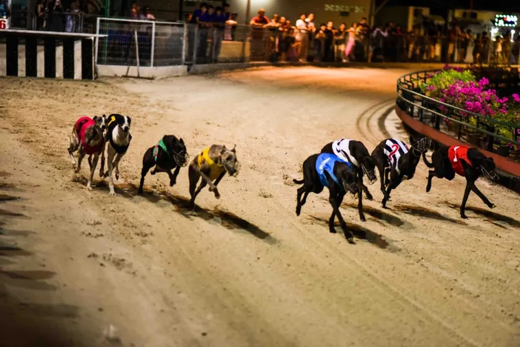 Kinh Nghiệm Chơi Game Nhanh Đua Chó Tại 22Bet Thắng Đậm Mỗi Ngày