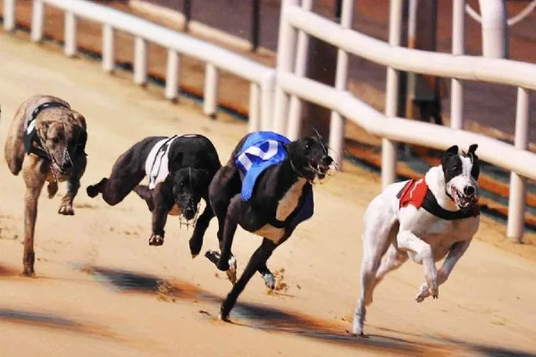 Kinh Nghiệm Chơi Game Nhanh Đua Chó Tại 22Bet Thắng Đậm Mỗi Ngày