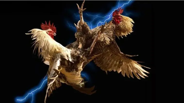 Đấu Trường Đá Gà 566Bet Đỉnh Cao Nơi Kê Thủ Khẳng Định Đẳng Cấp